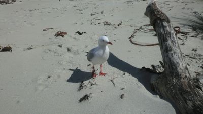 A seagull stands near a dry log on a sandy beach.